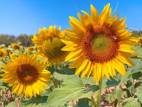 Sunflowers in the field 