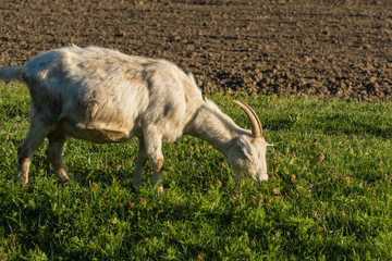 White goat with long fur and curved horns grazes peacefully on lush green field adjacent to plowed...