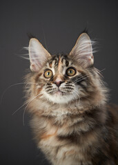 A Maine Coon cat gazes upward, its fur highlighted by soft lighting. The whiskers and detailed fur...