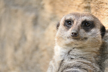 ミーアキャットのズームアップ