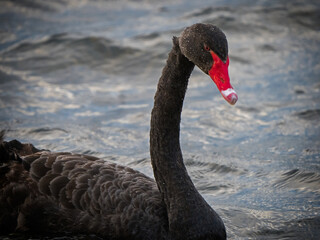 Fototapeta premium Black swan on lake