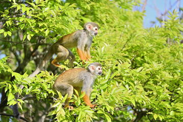 木の上にいる2匹のリスザル