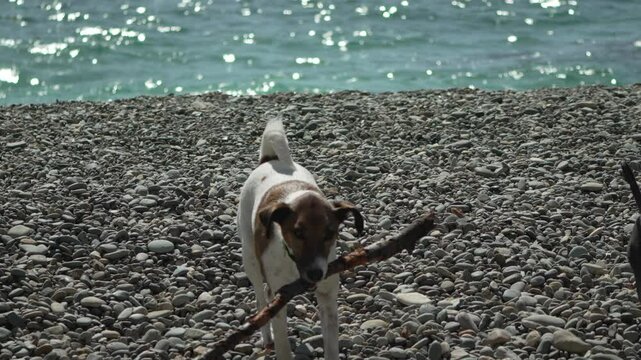 Two Dogs Playing on the Beach