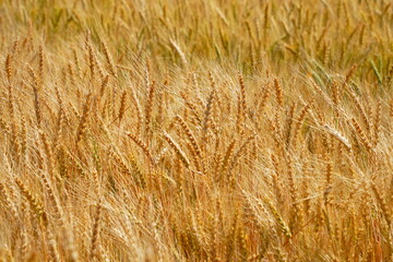 Stems with grains. A huge field of ripening wheat under the bright sun.