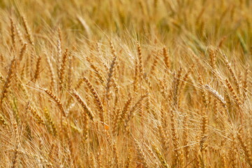 Stems with grains. A huge field of ripening wheat under the bright sun.