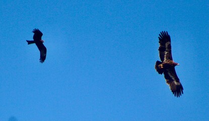 soaring eagles