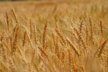 Stems with grains. A huge field of ripening wheat under the bright sun.