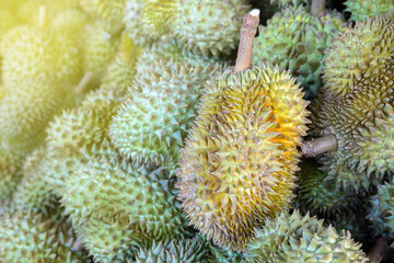 durian, a large pile of durian, fresh durians stacked together, durian tropical fruit market concept, seasonal produce, agriculture, and export product of asia