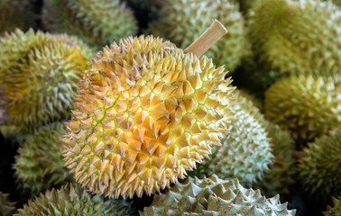 durian, a large pile of durian, fresh durians stacked together, durian tropical fruit market concept, seasonal produce, agriculture, and export product of asia