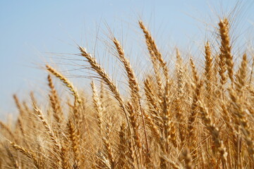 Stems with grains. A huge field of ripening wheat under the bright sun.