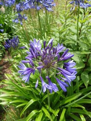 purple flowers in the garden