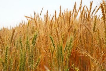 Stems with grains. A huge field of ripening wheat under the bright sun.