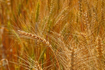 Stems with grains. A huge field of ripening wheat under the bright sun.