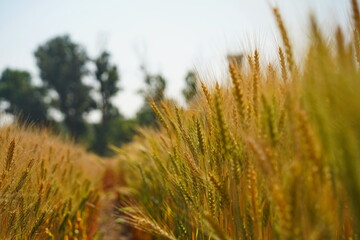 Obraz premium Stems with grains. A huge field of ripening wheat under the bright sun.