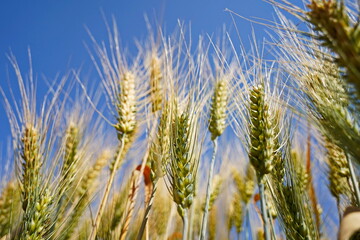 Stems with grains. A huge field of ripening wheat under the bright sun.
