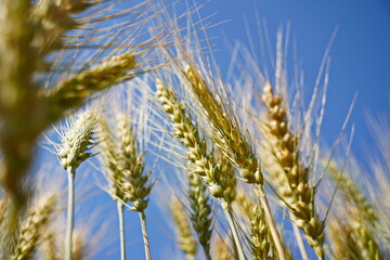 Stems with grains. A huge field of ripening wheat under the bright sun.