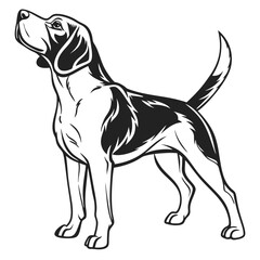 Monochrome Vector Illustration of a Majestic Beagle Standing Alertly with a Curious Expression, Black and White Detailed Dog Art