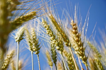 Stems with grains. A huge field of ripening wheat under the bright sun.