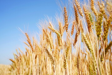 Stems with grains. A huge field of ripening wheat under the bright sun.