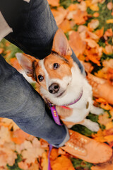 Dog with owner during autumn walk. Top view dog paws and humans feet.