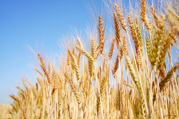 Stems with grains. A huge field of ripening wheat under the bright sun.