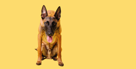 The Belgian Shepherd, The Malinois dog on yellow background. Cut out. Isolated. Banner