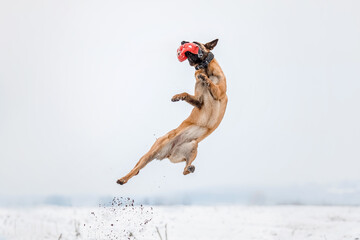 Belgian Shepherd Dog in the snow. Malinois dog in winter landscape