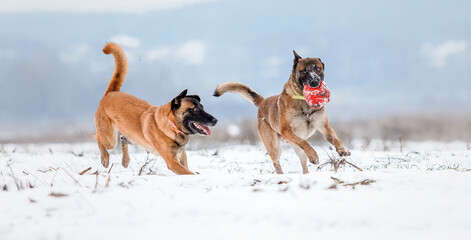 Naklejka premium Belgian Shepherd Dog in the snow. Malinois dog in winter landscape