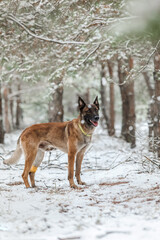 Belgian Shepherd Dog in the snow. Malinois dog in winter landscape