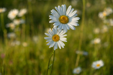 Bright rays of the sun illuminate the field with daisies. Evening warm sunset light. Landscape of a...