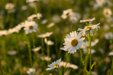 Bright rays of the sun illuminate the field with daisies. Evening warm sunset light. Landscape of a spring field with flowers. Beautiful golden sunny background. Conceptual atmospheric summer mood