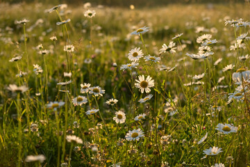 Bright rays of the sun illuminate the field with daisies. Evening warm sunset light. Landscape of a spring field with flowers. Beautiful golden sunny background. Conceptual atmospheric summer mood