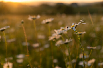 Bright rays of the sun illuminate the field with daisies. Evening warm sunset light. Landscape of a spring field with flowers. Beautiful golden sunny background. Conceptual atmospheric summer mood