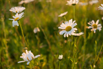 Bright rays of the sun illuminate the field with daisies. Evening warm sunset light. Landscape of a spring field with flowers. Beautiful golden sunny background. Conceptual atmospheric summer mood