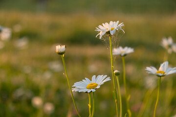 Bright rays of the sun illuminate the field with daisies. Evening warm sunset light. Landscape of a spring field with flowers. Beautiful golden sunny background. Conceptual atmospheric summer mood