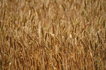 Stems with grains. A huge field of ripening wheat under the bright sun.