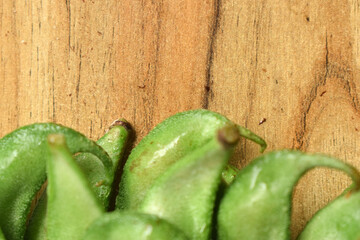 Group Of Fresh Hyacinth Bean or Same Ki Phalli On Wooden Table Close Up With Background Blur