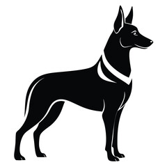 Elegant Silhouette of a Belgian Shepherd Dog Standing Tall A Timeless Representation of Canine Grace and Loyalty