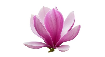 Pink magnolia flower