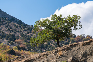 Lone tree stands tall on rocky hillside, surrounded by rugged landscape under partly cloudy sky. Scene captures serenity and resilience of nature amidst terrain. Mountain range is located in Crimea