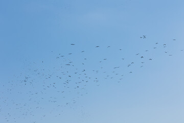 flock of migratory birds, storks in the blue sky