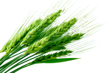 Fresh Green Wheatears Highlighting Natural Growth