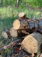 deforestation. firewood. tree bark. firewood production	