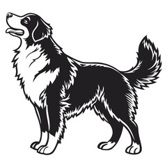 Majestic Black and White Border Collie Illustration Detailed Vector Artwork of a Purebred Dog Breed Animal Companion