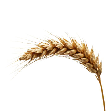 Golden wheat stalk with seeds. Great for agriculture, harvest, and baking concepts.