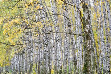 birch in autumn