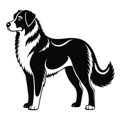 Elegant Black and White Illustration of a Border Collie Standing in Profile with a Calm and Regal Expression