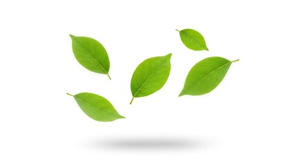 Fototapeta premium green leaves isolated on white