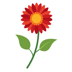 blanket flower on-white-background