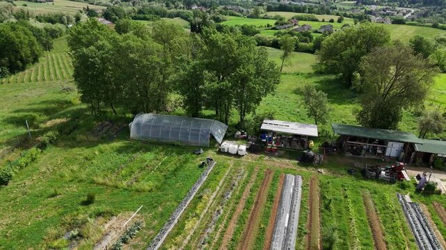 Slow Motion Overhead drone perspective revealing Womam farmer tending crops in mulched rows, with herding dogs and a wheelbarrow next to her